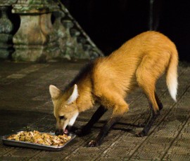 Você sabe o que é a hora do lobo no roteiro Entre Serras?